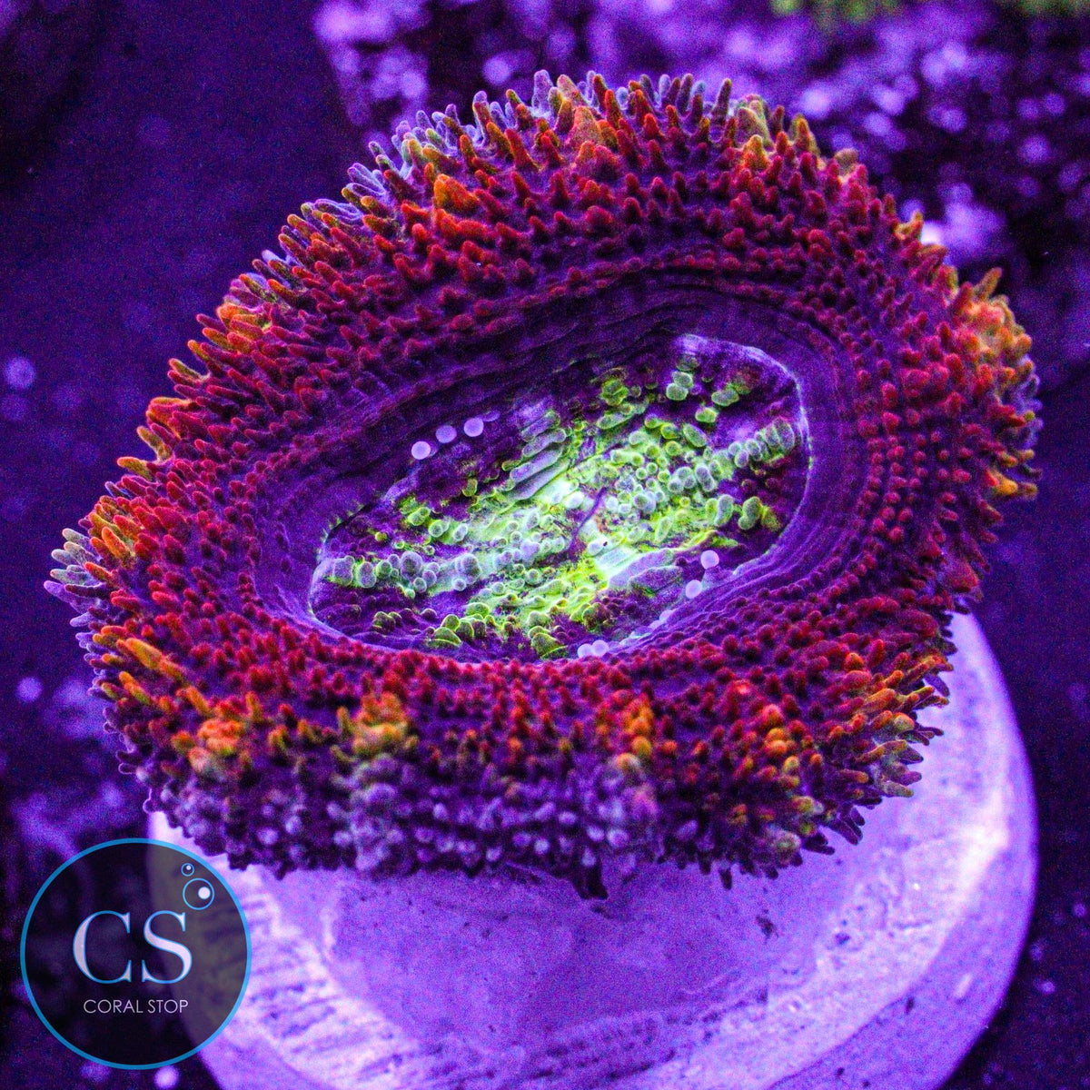 CS New Release Money Pit Acan