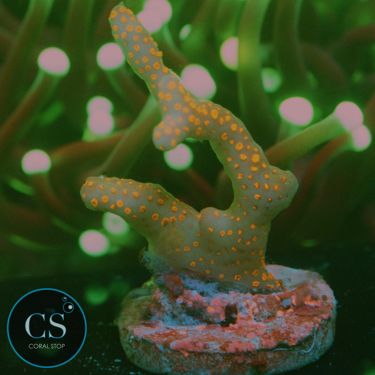 BUBBLEGUM DIGITATA