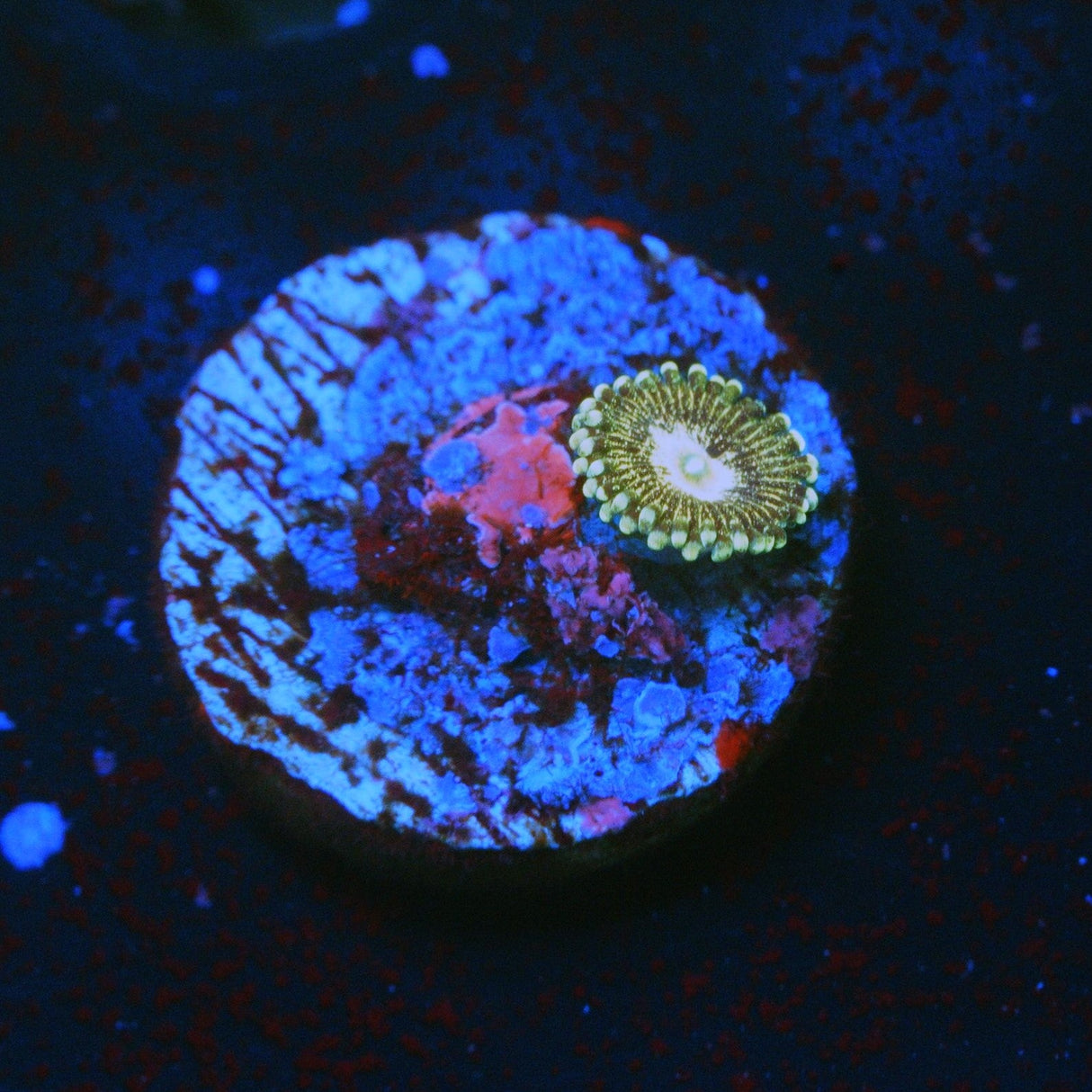 QUEEN KRAKATOA ZOA