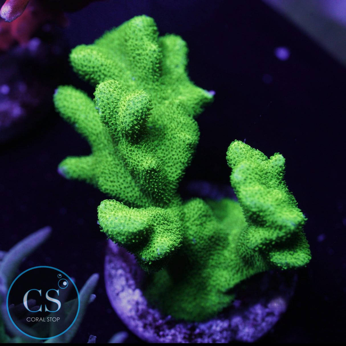 GREEN BRANCH PSAMMOCORA