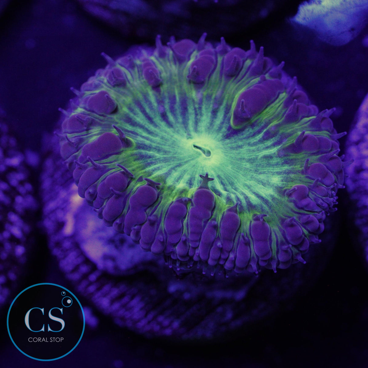 CS CITY PULSE BLASTO