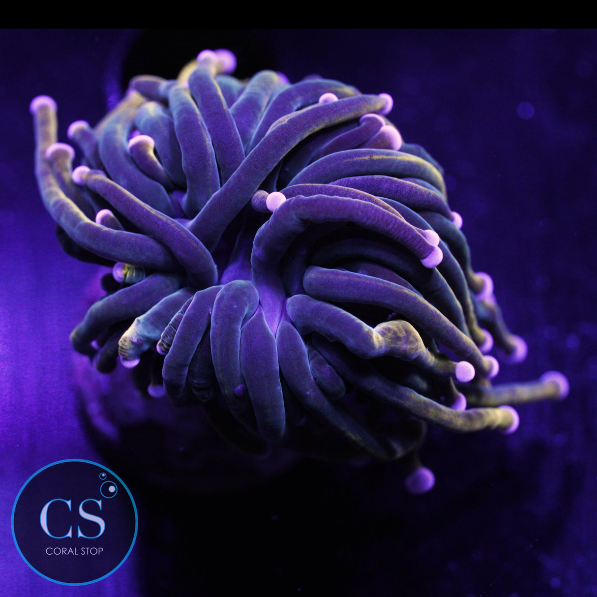 RAPUNZEL GRAIL TORCH