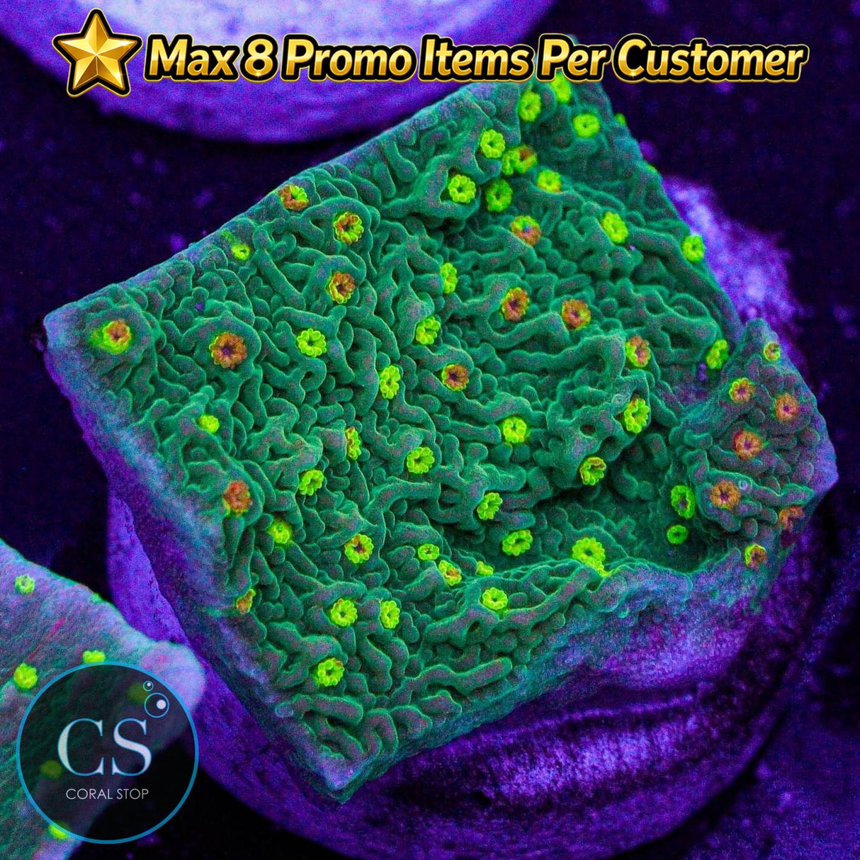 Sunfire Grafted Monti