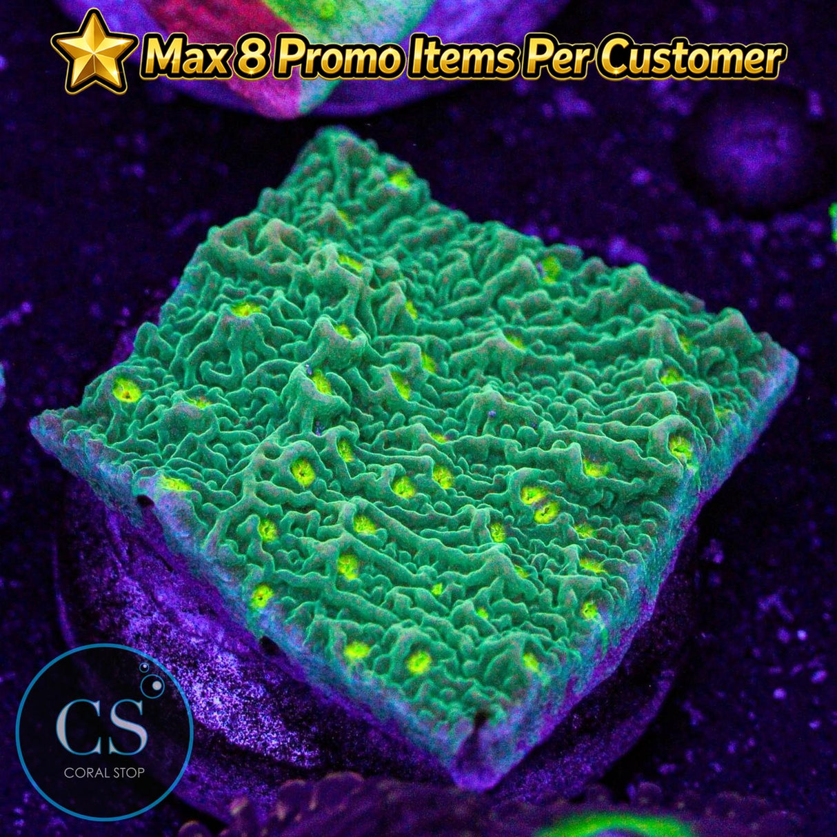 Sunfire Grafted Monti