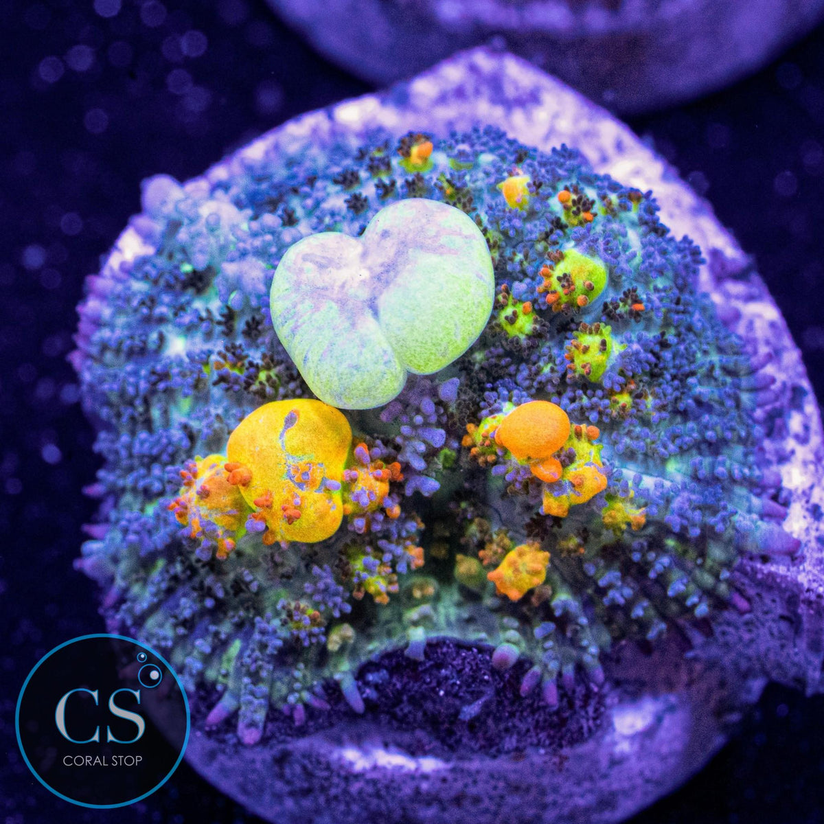 WWC OG Bounce Mushroom