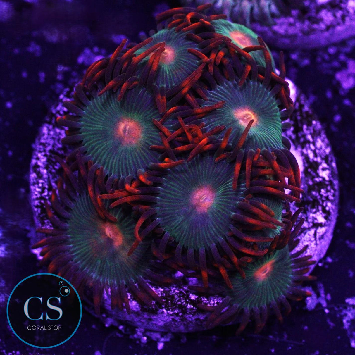 Gatorade Zoa