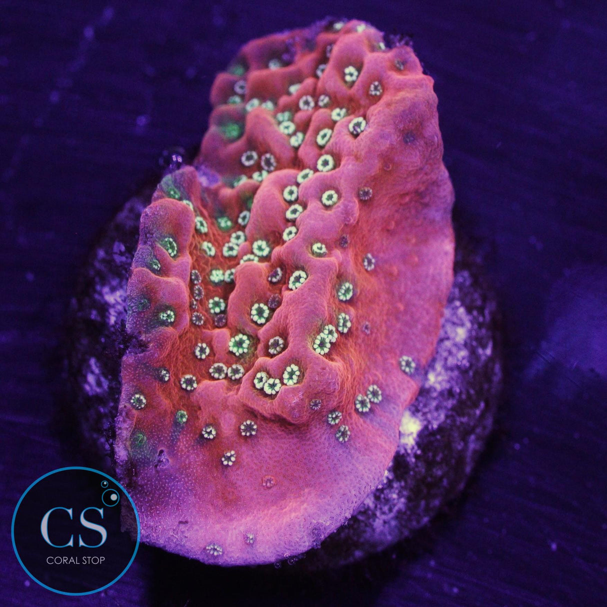 JF Silver Bullet Montipora