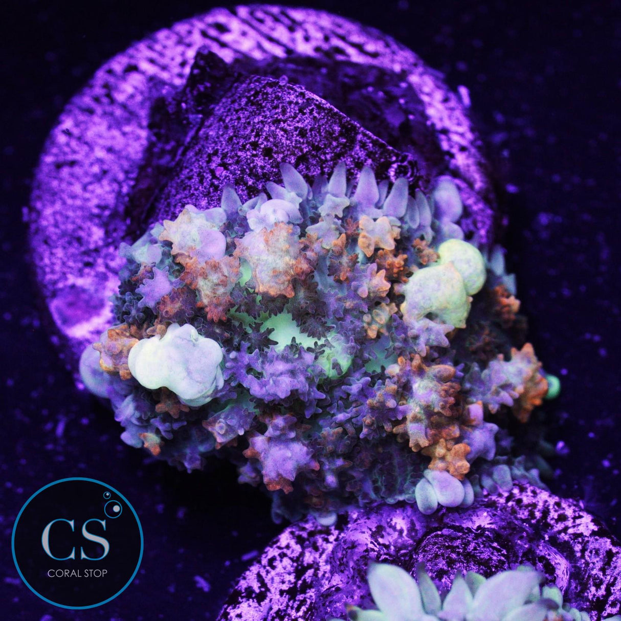 PZ Godspawn Bounce Mushroom