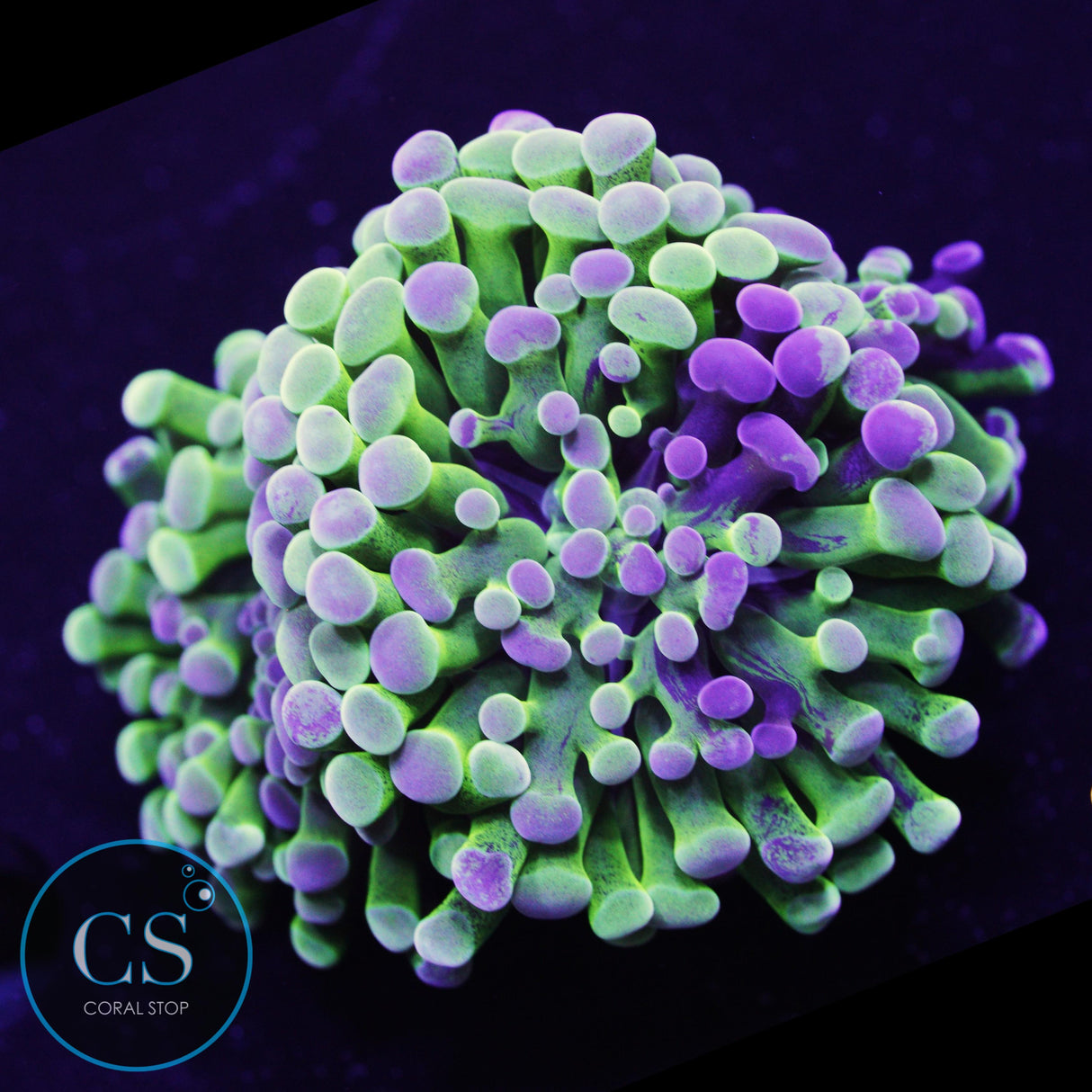 Natural Graft Grinch Hammer