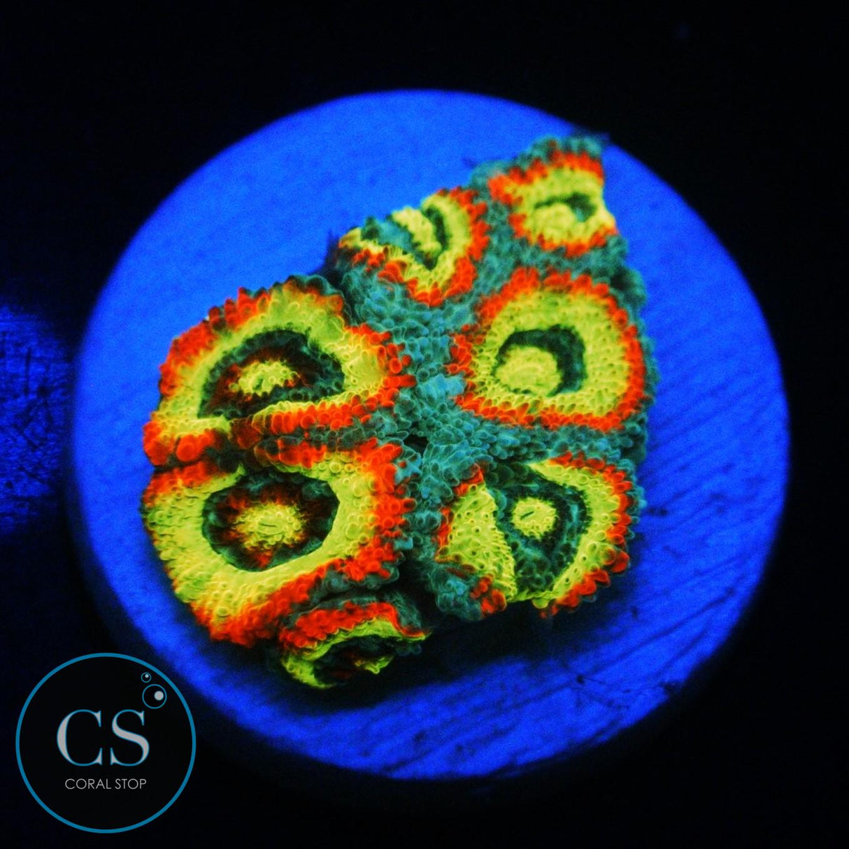 HOLY GRAIL MICROMUSSA