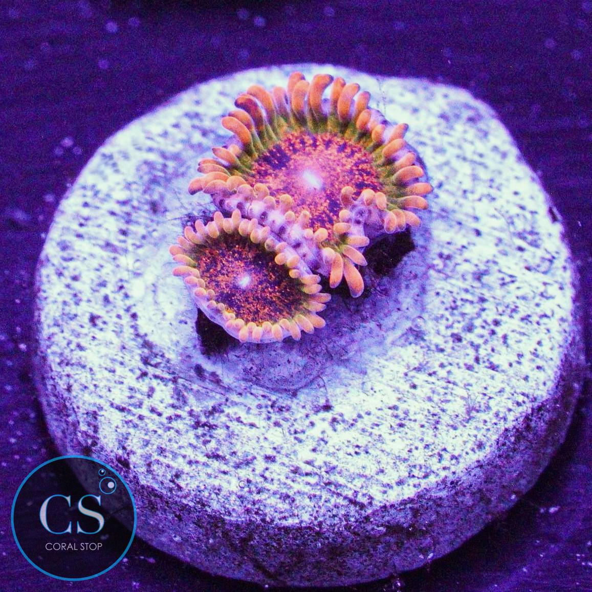 Speckled Krakatoa Zoa