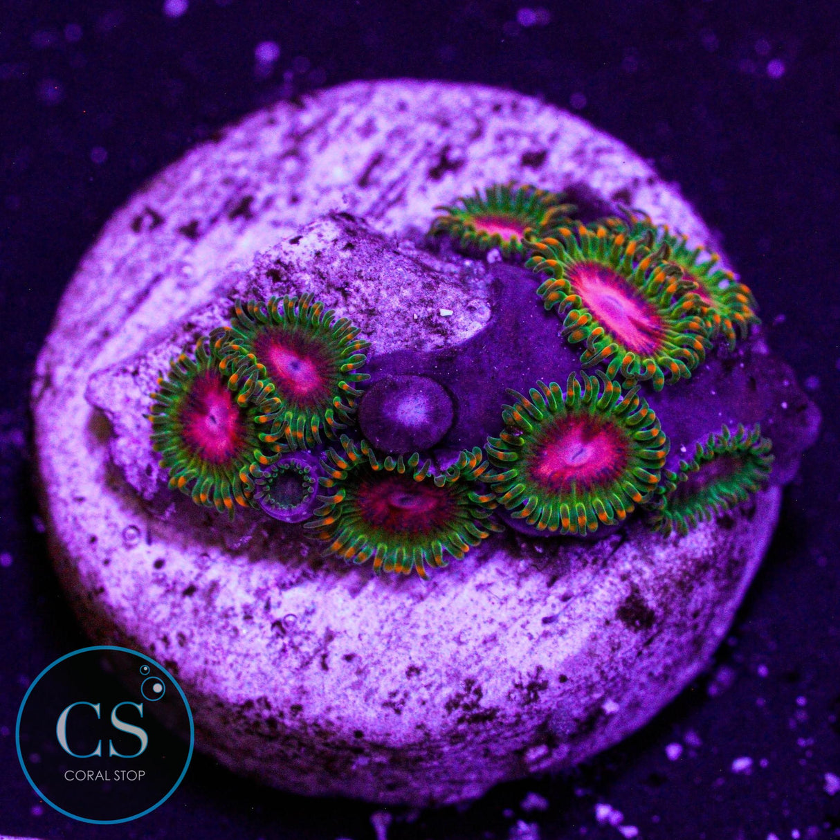 Awesome Blossom Zoa