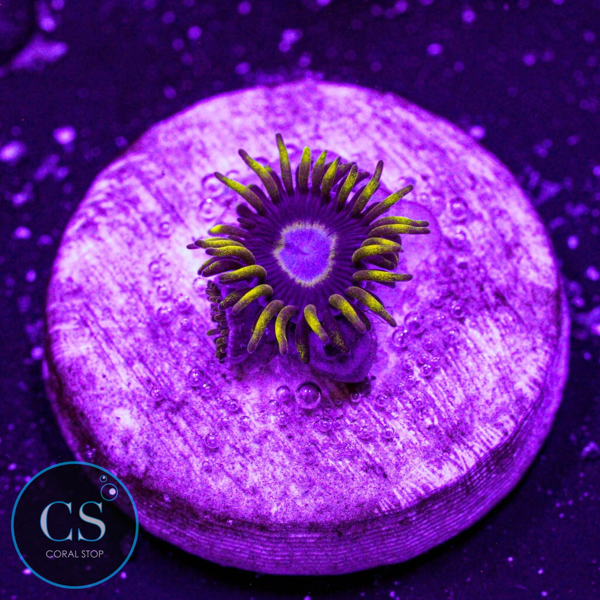Frozen Hornet Zoa