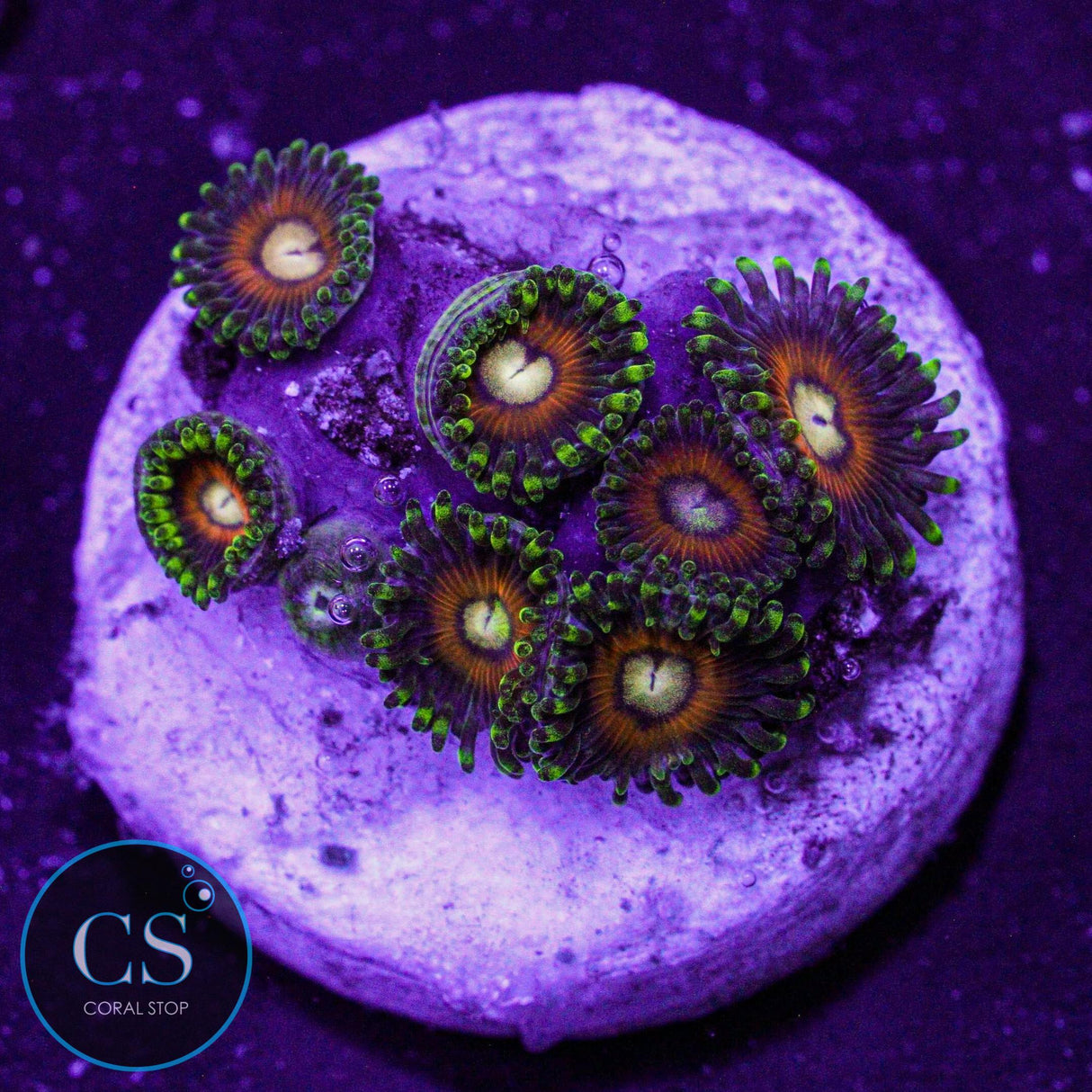 Fizzy Lizzy Zoa