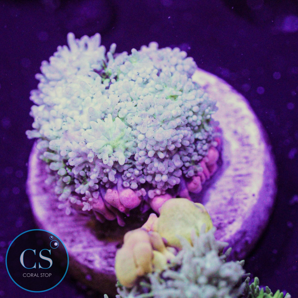 Frankenstein's Monster Bounce Mushroom