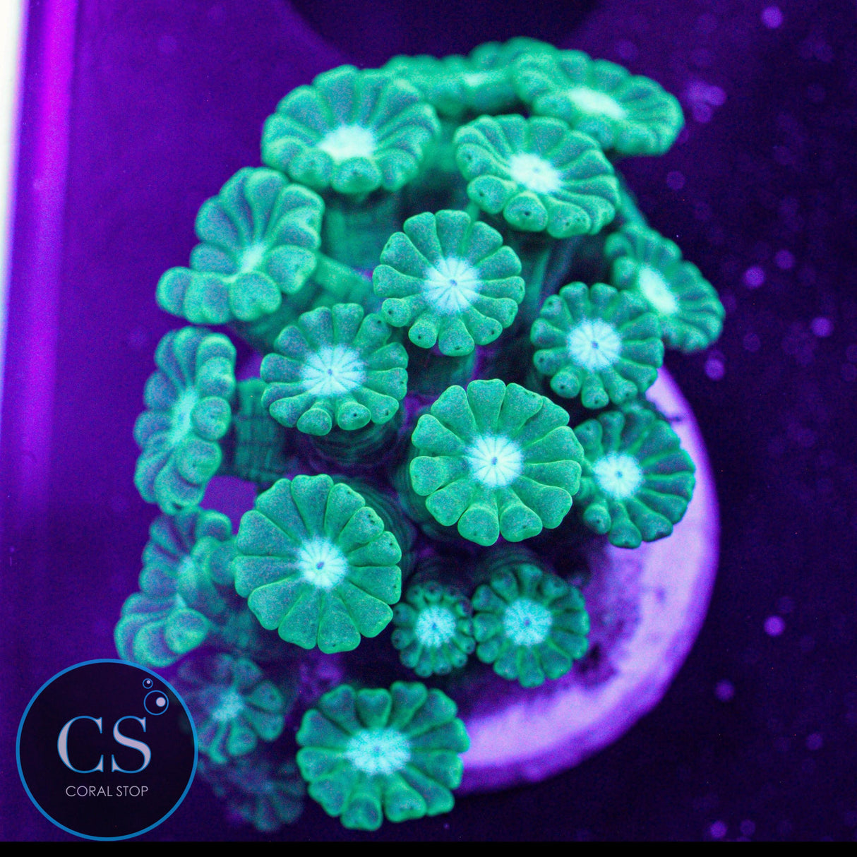Blues Clues Alveopora