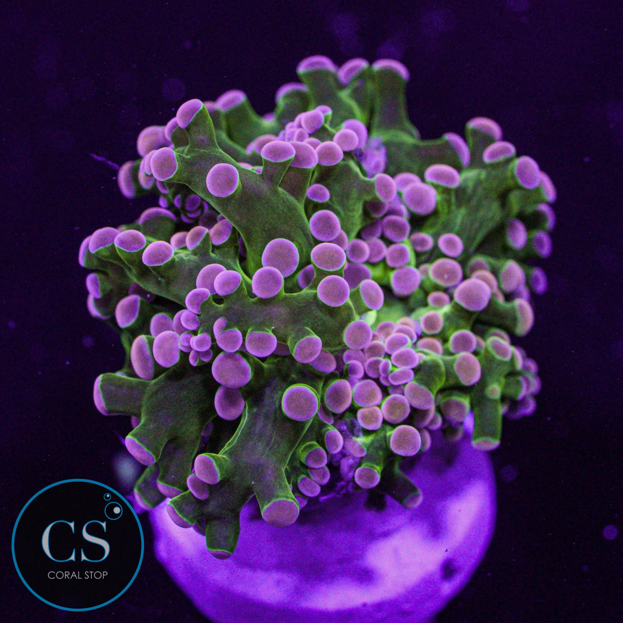 Rare Pink Tip Bright Green Frogspawn
