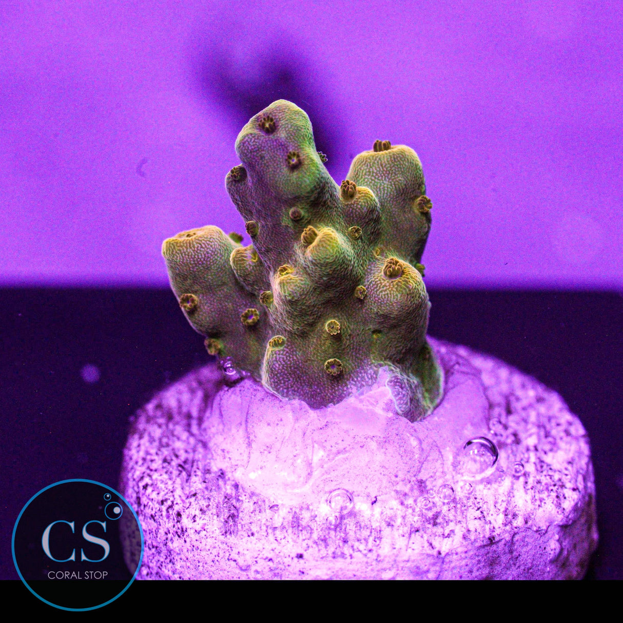 POTO Wario Acropora