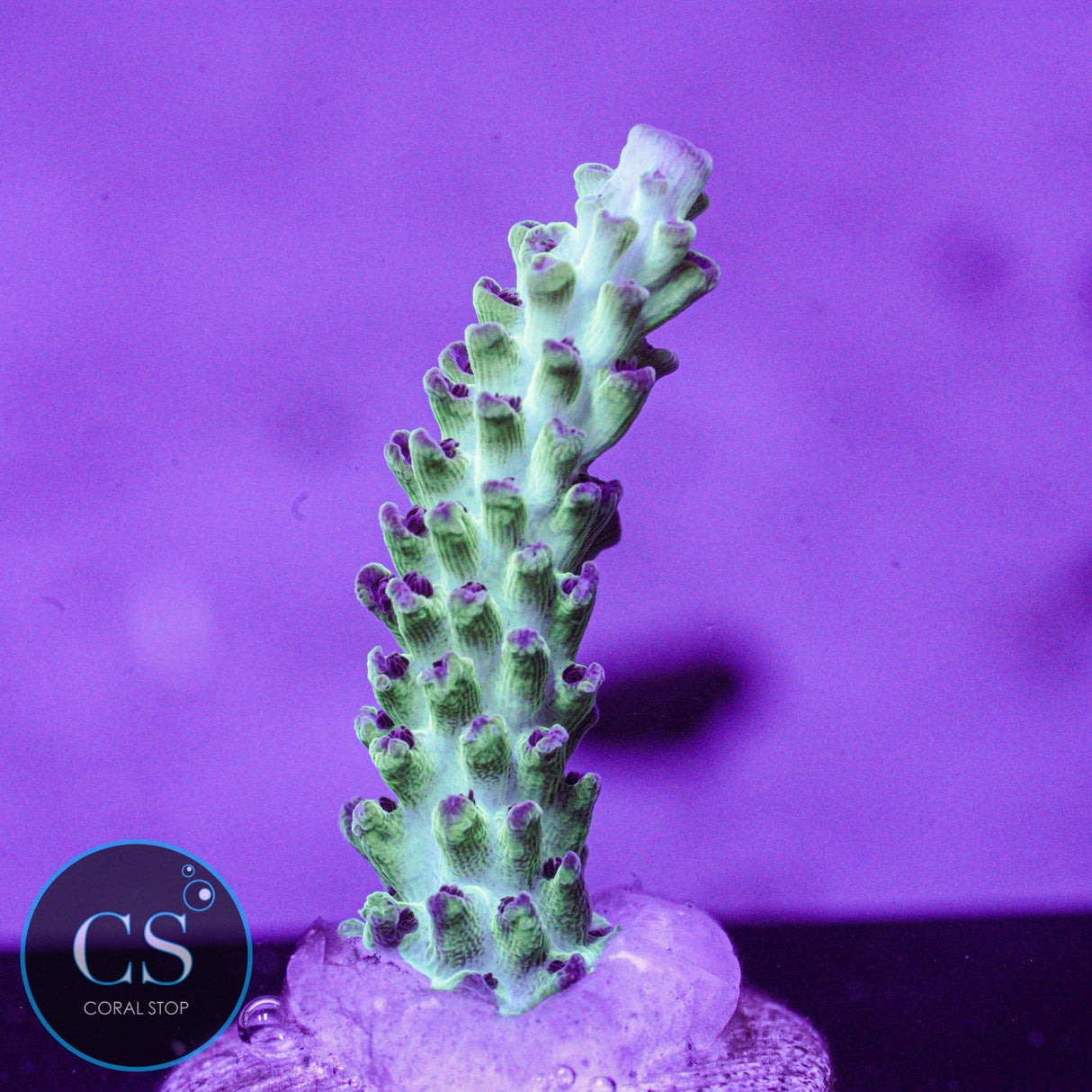 Cookie Monster Acro