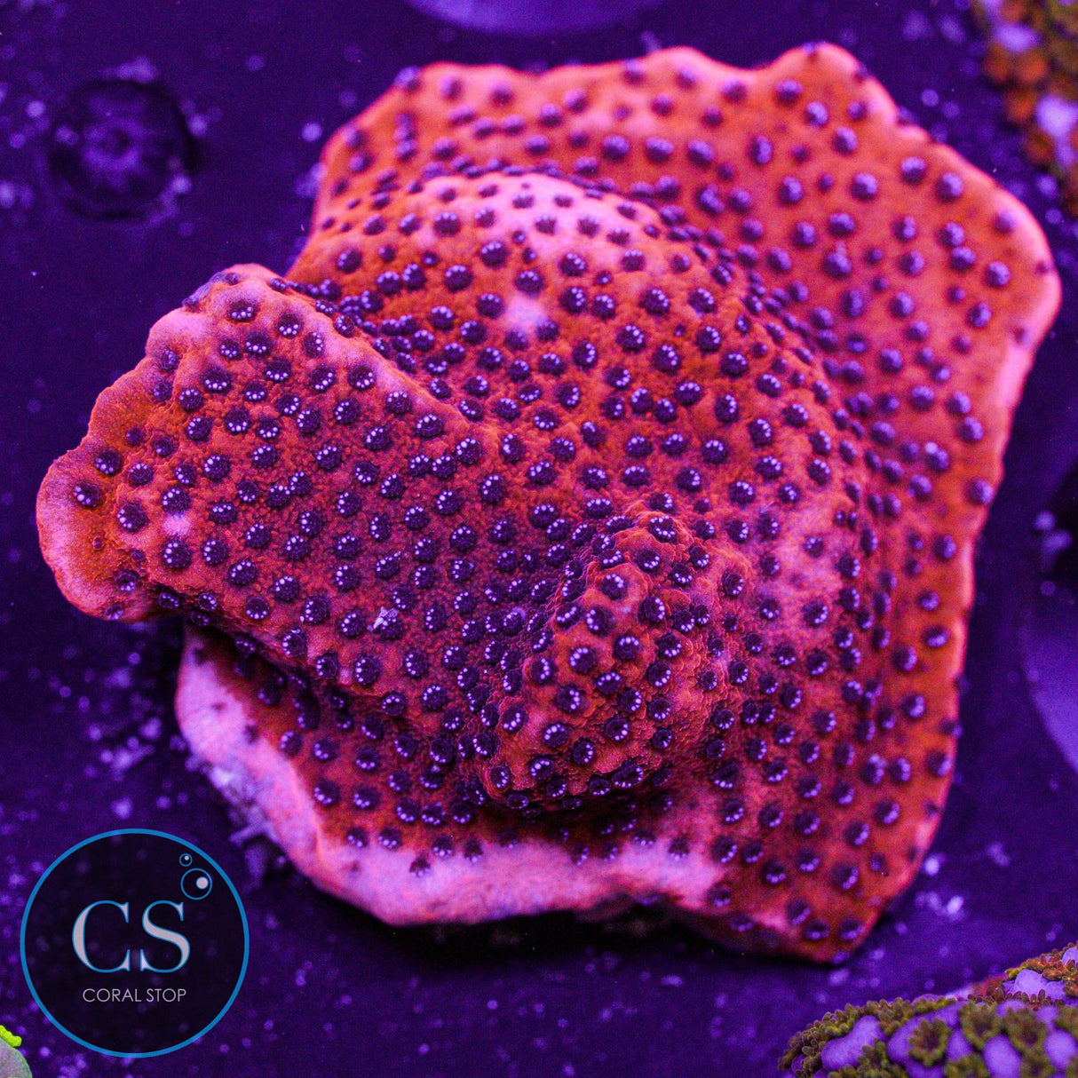 Mystic Sunset Montipora