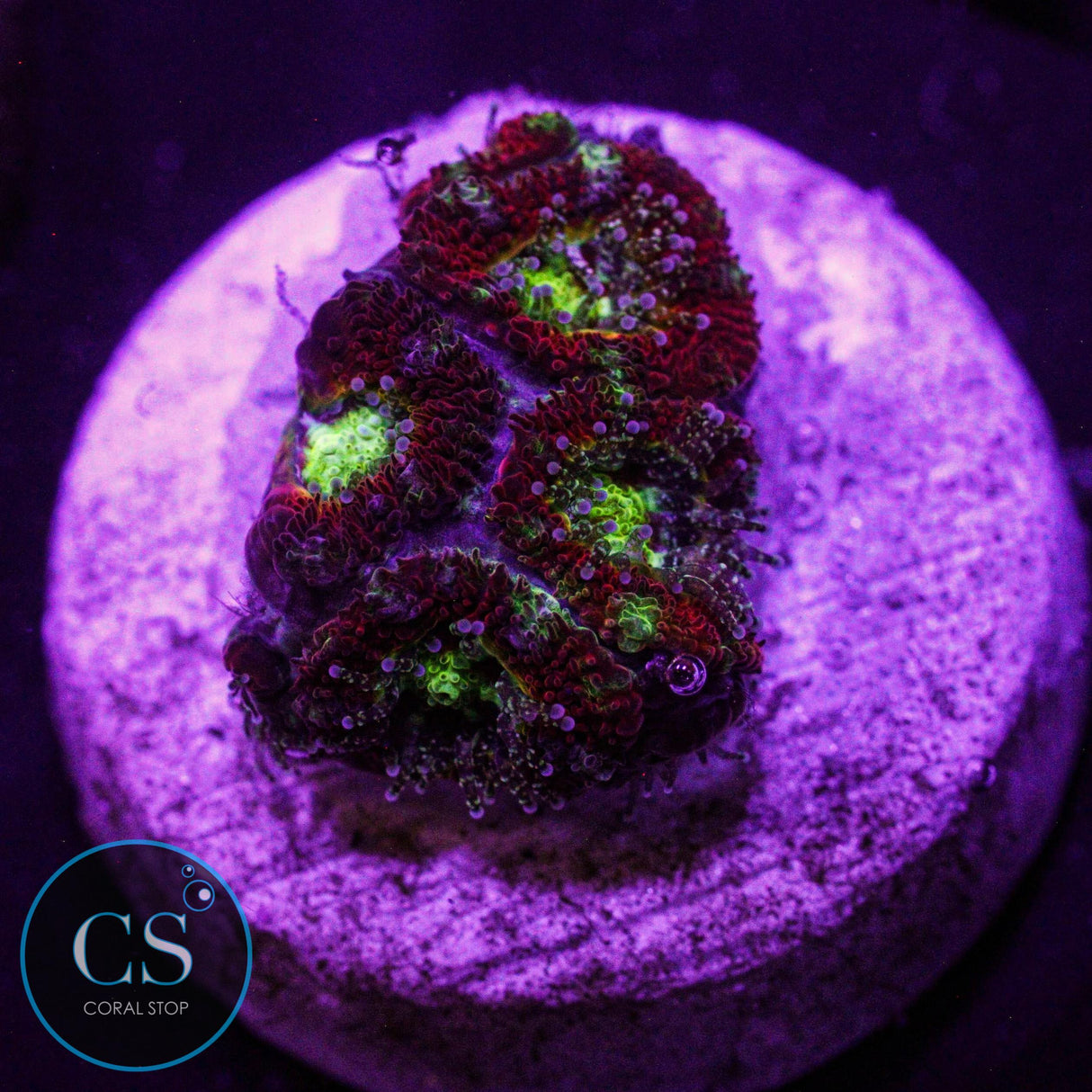 WWC Ruby Red Micromussa