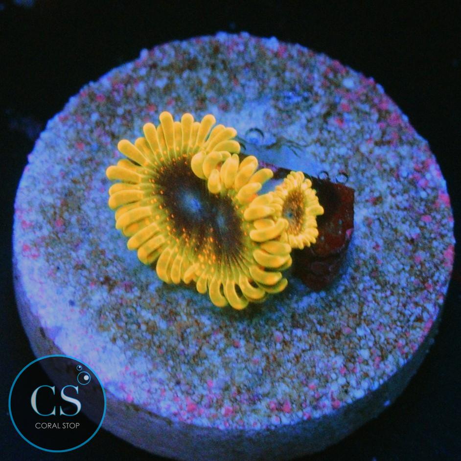 SBB THERMOSPHERE ZOA