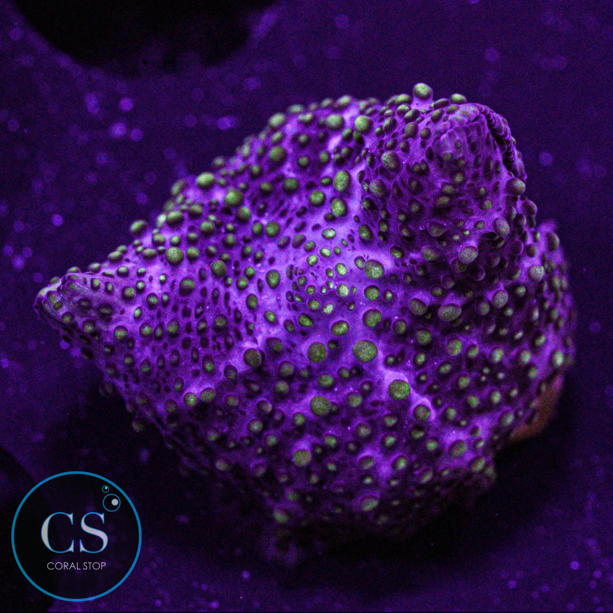 Lava Lamp Disco Mushroom
