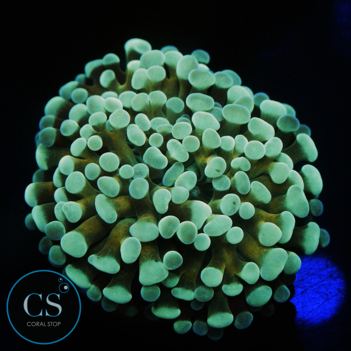GOLD STEM CRISTATA