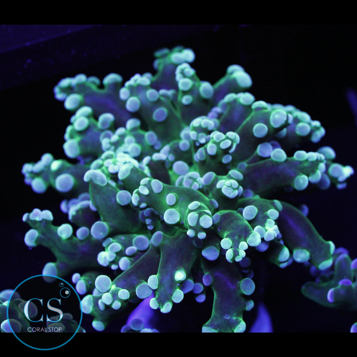 GREEN FROGSPAWN