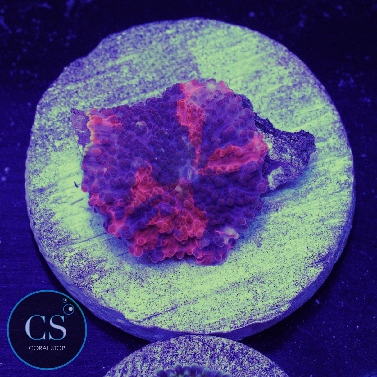 Ultra Deadpool Jawbreaker Mushroom