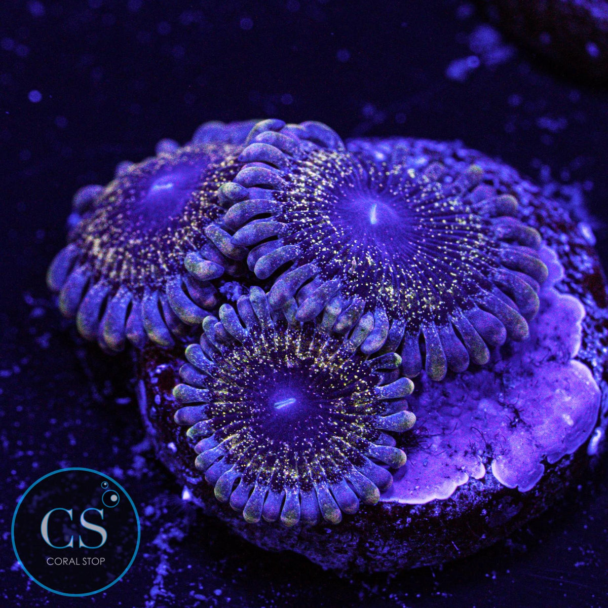 Solar Circus Zoa