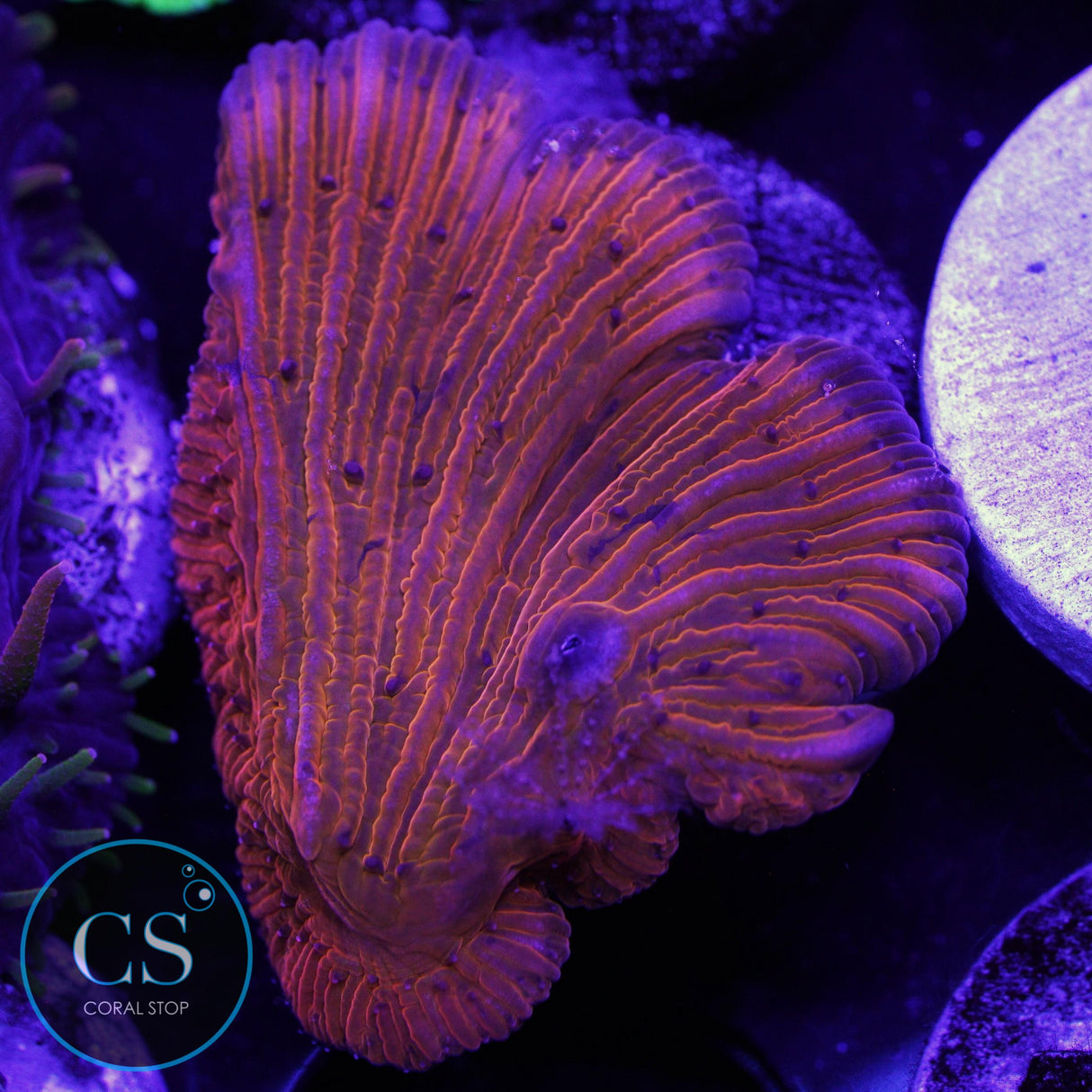 CITRUS DELIGHT DIASERIS PLATE