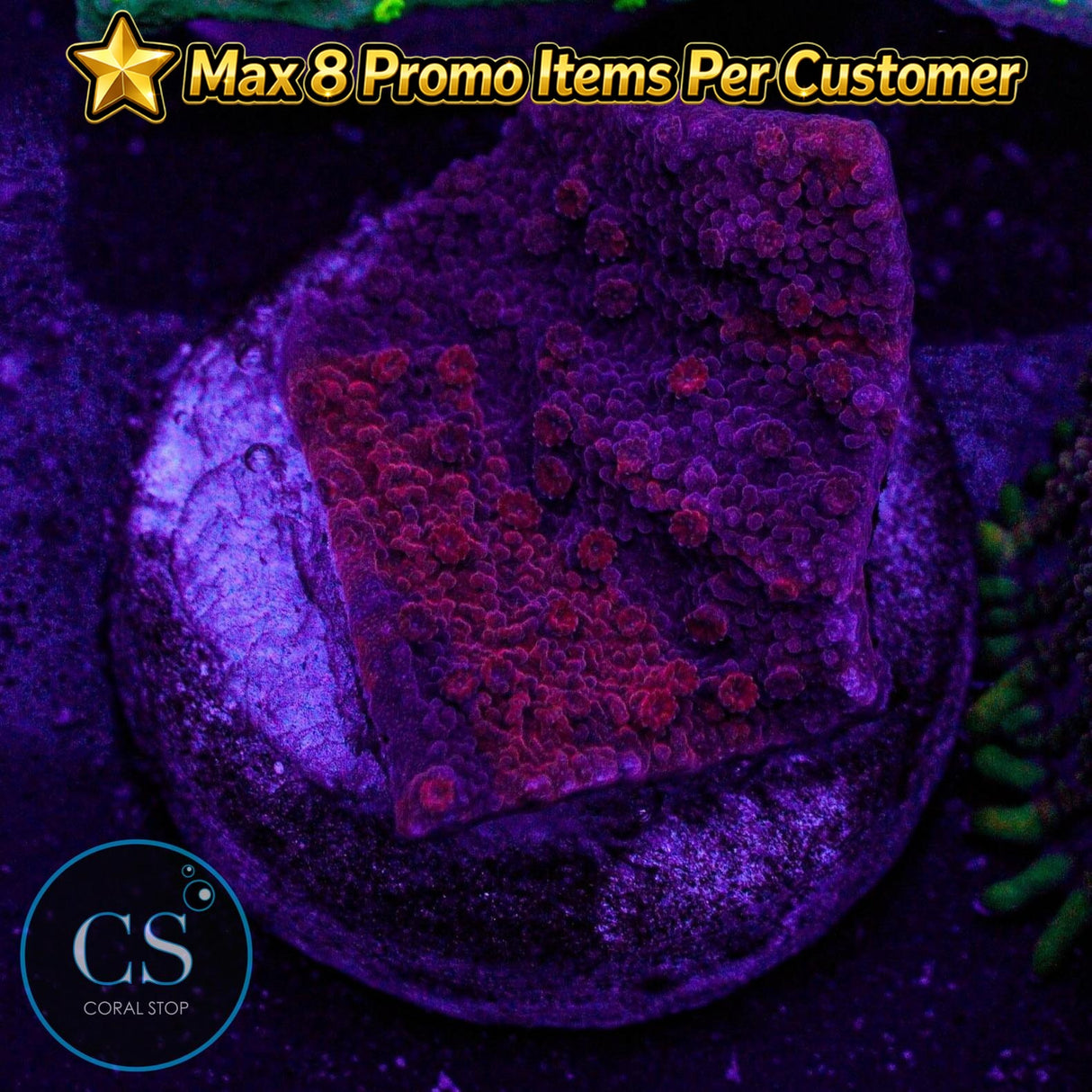Cherry Garcia Grafted Monti