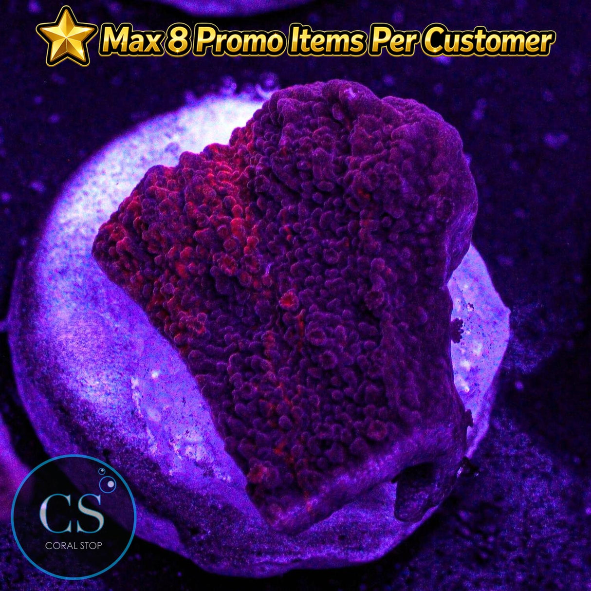 Cherry Garcia Grafted Monti