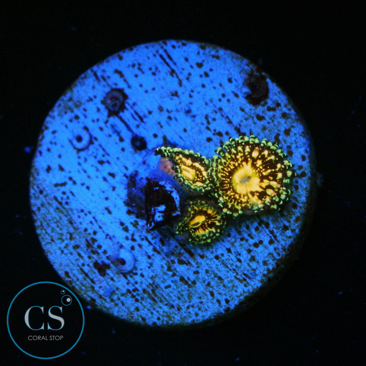 GRIM REAPERS ZOA