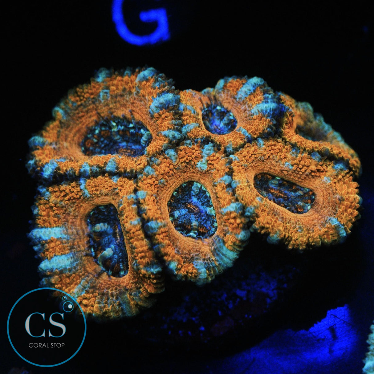 FROZEN CITRUS ACAN CHUNK