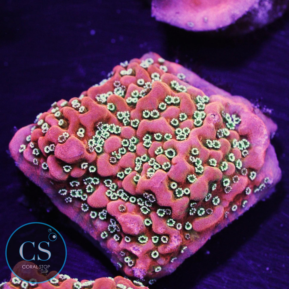 JF Silver Bullet Montipora