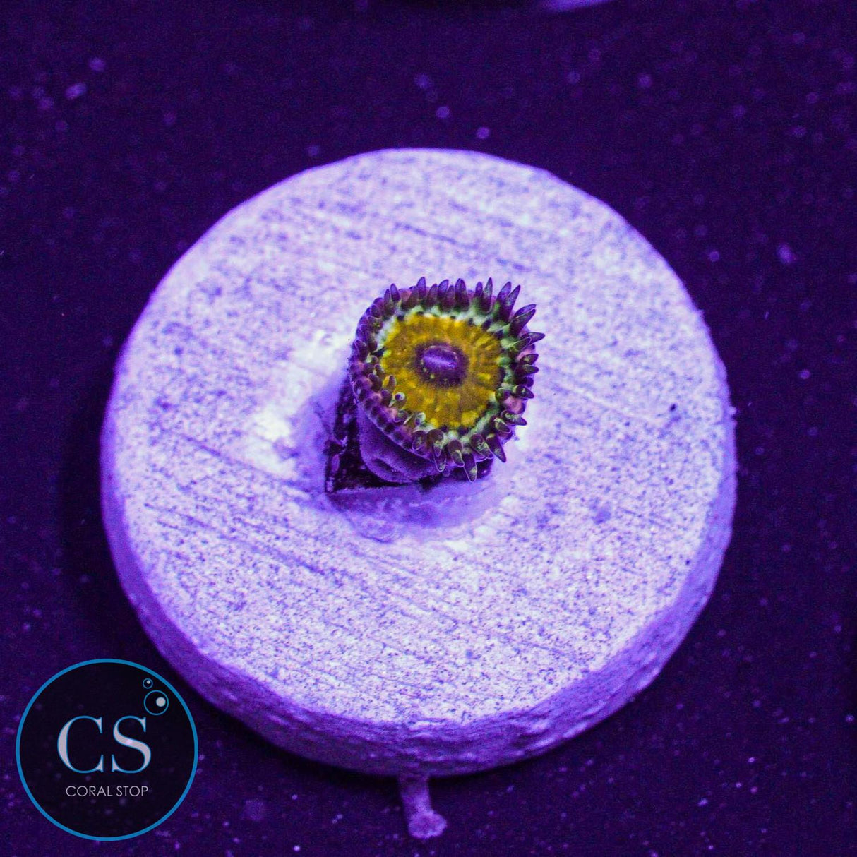 Godbeast Zoa
