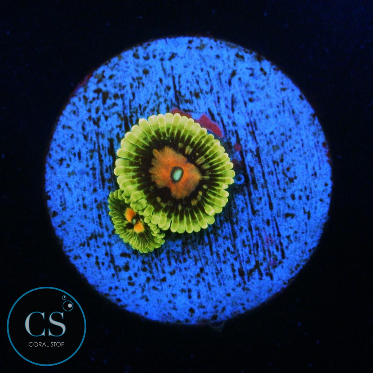 CC SCARLET FEVER ZOA