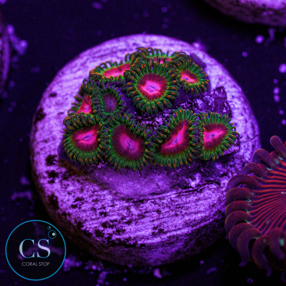 Awesome Blossom Zoa