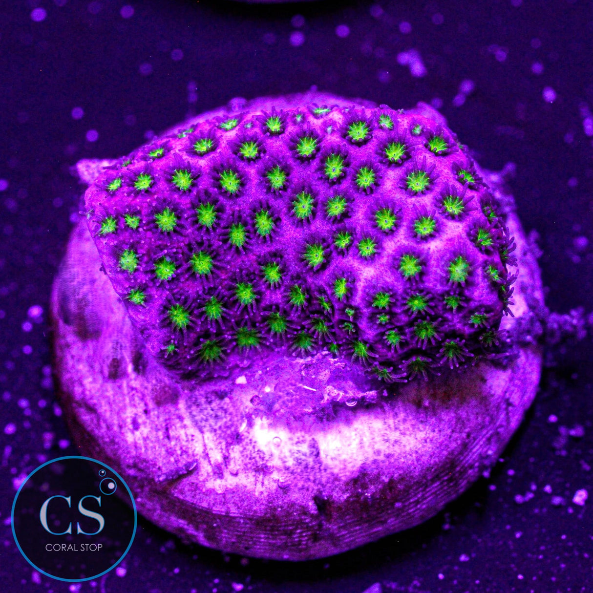 WWC Electric Daisy Stylo