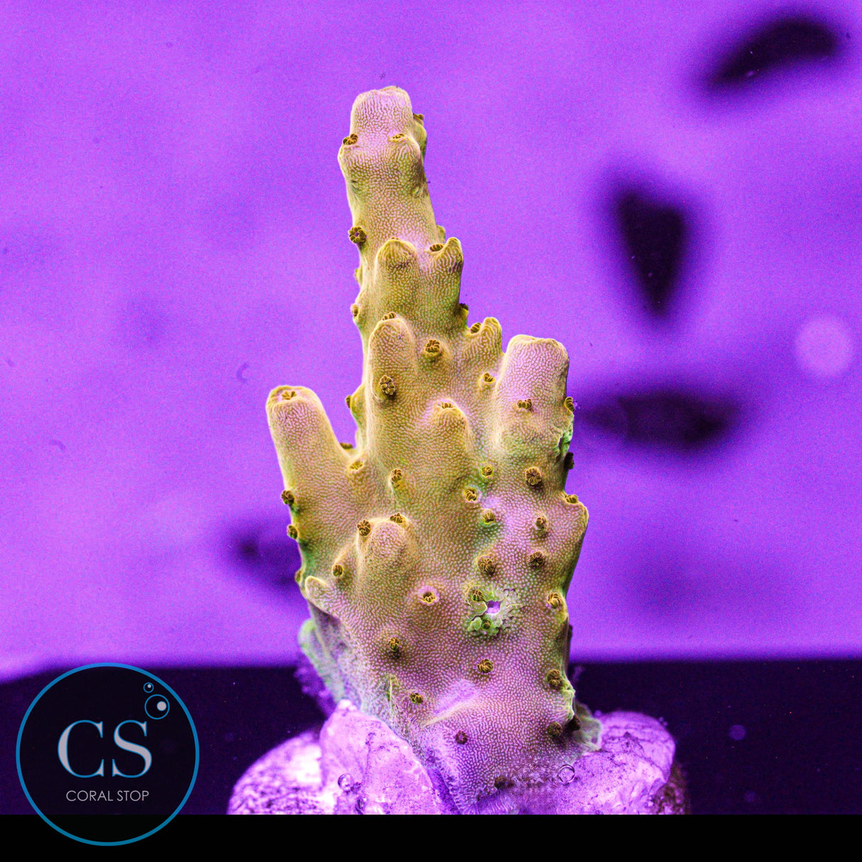 POTO Wario Acropora