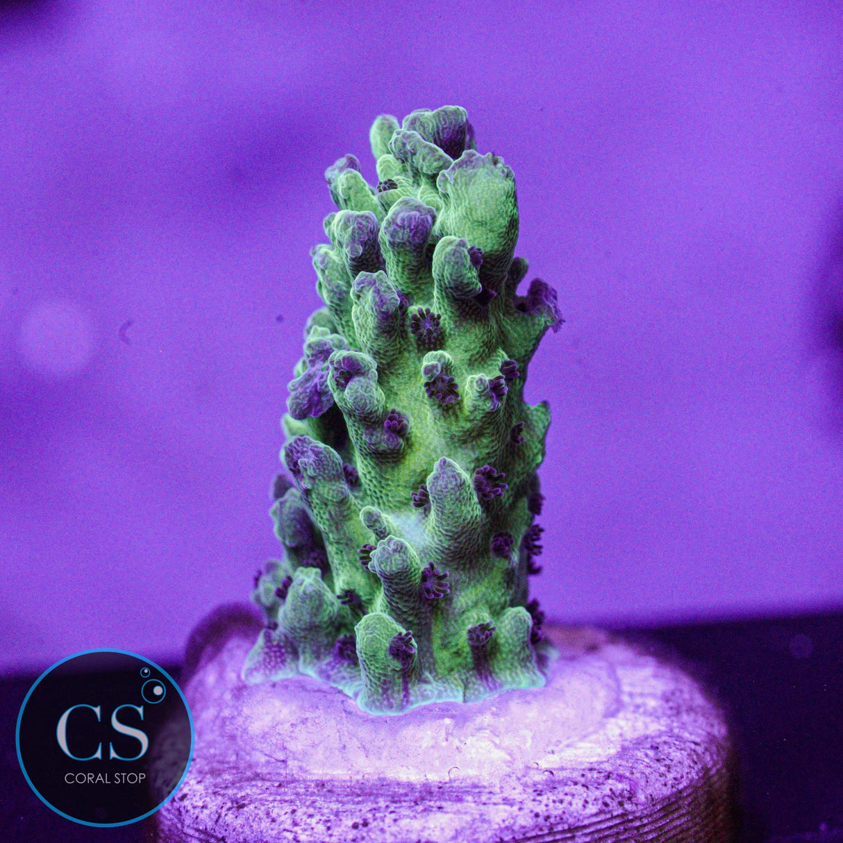 Cookie Monster Acro