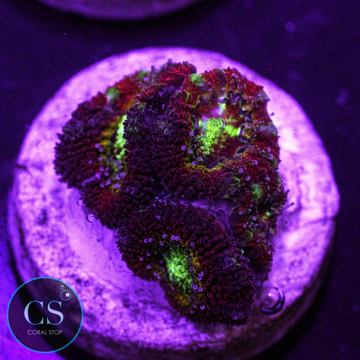 WWC Ruby Red Micromussa