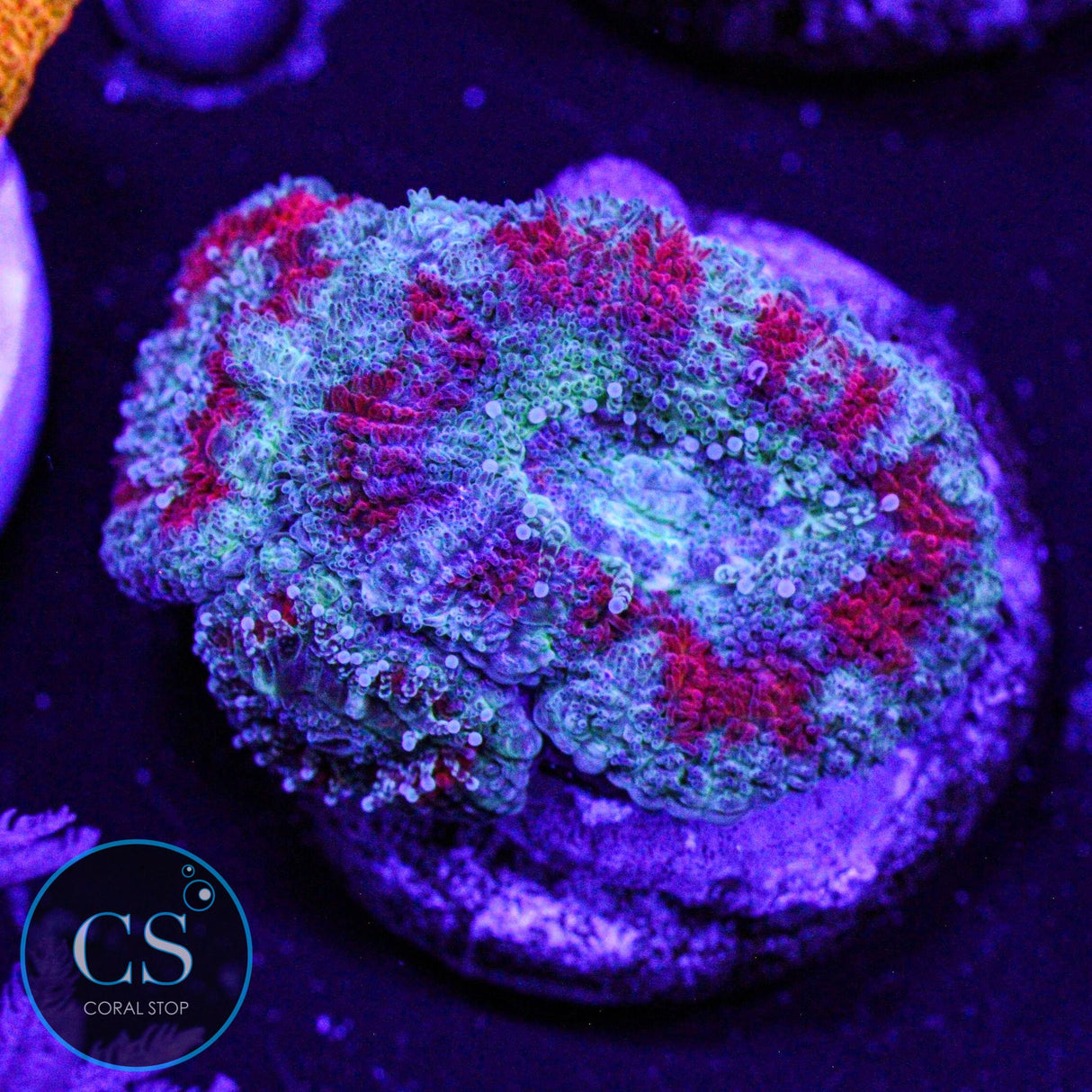 Demon Dungeon Asian Acan