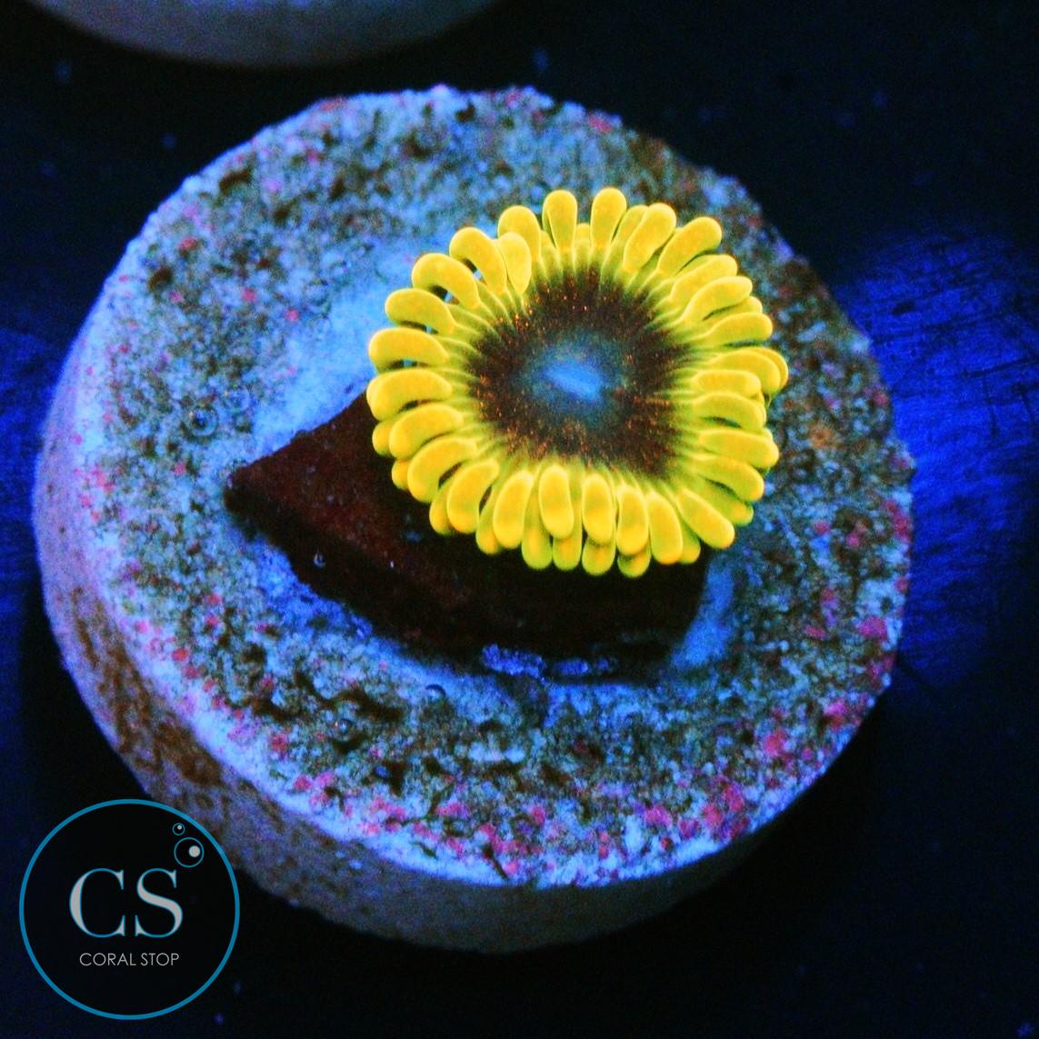 SBB THERMOSPHERE ZOA