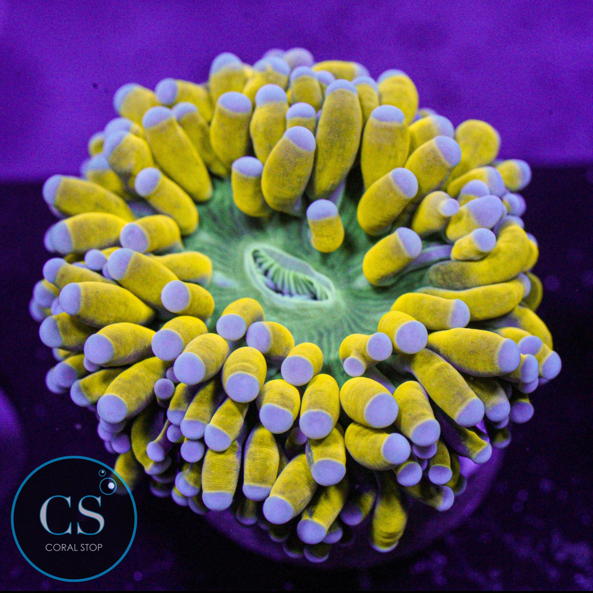 Banana Grail Cristata Torch