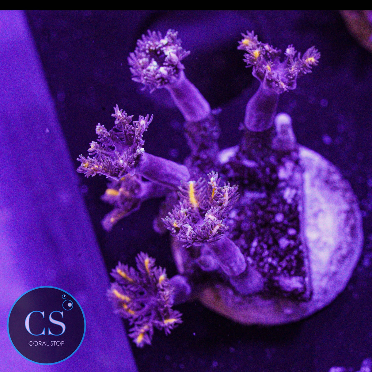 Golden Clove Polyps