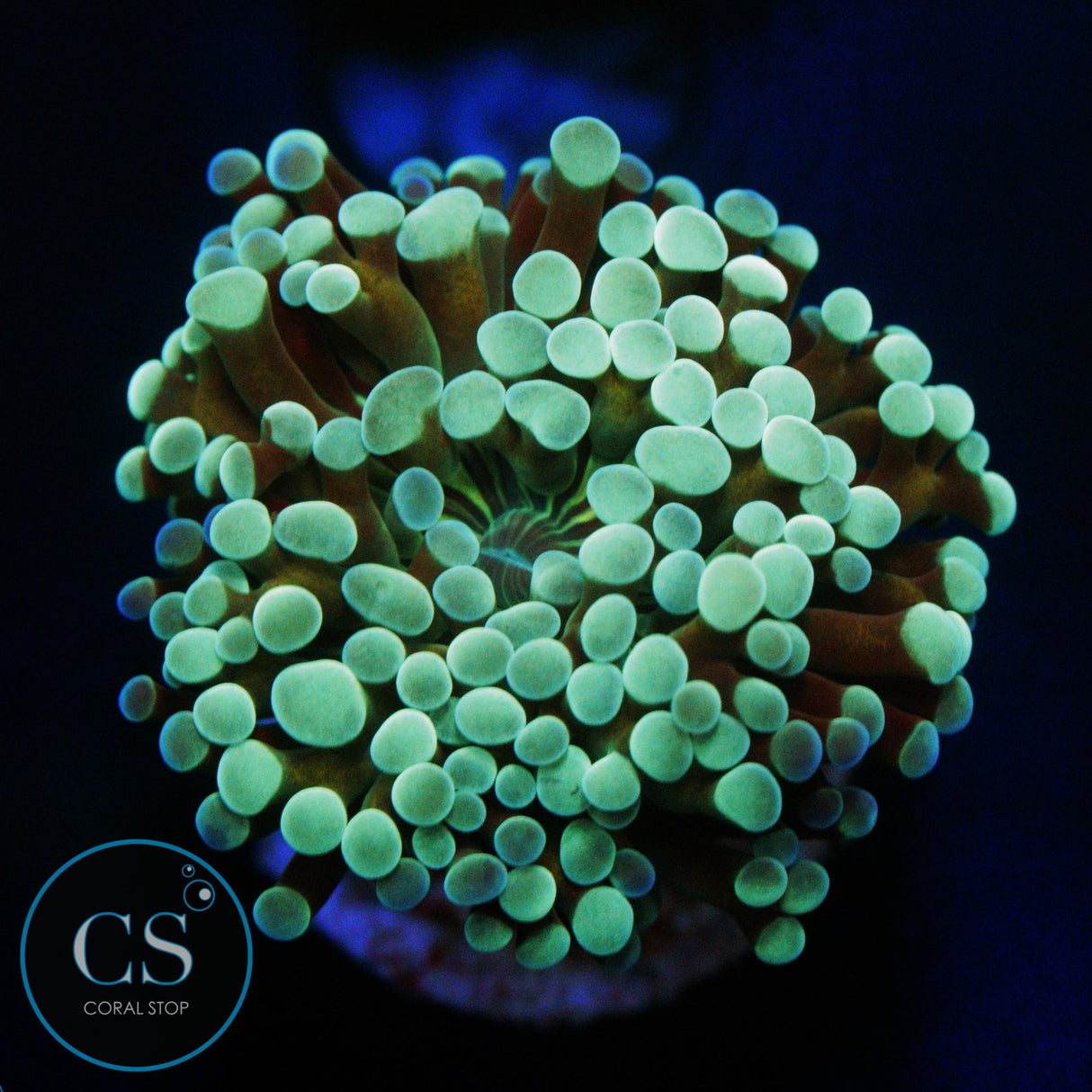 GOLD STEM CRISTATA