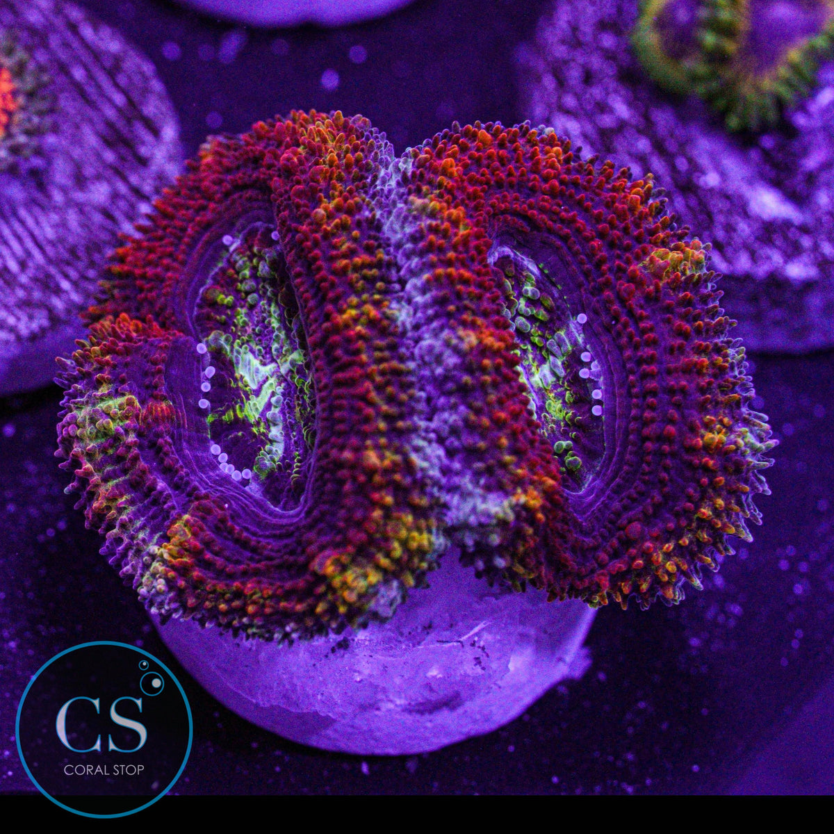 CS New Release Money Pit Acan